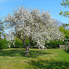 Apfelbaum